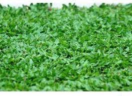 Menghias rumah memang seru, apalagi jika ada lahan kosong di belakang atau depan rumah kamu. Mengenal Jenis Rumput Hias Supaya Taman Rumah Semakin Kece
