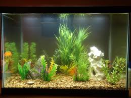See more ideas about siamese fighting fish, fish, betta fish. Where To Buy Fish Tanks Reddit