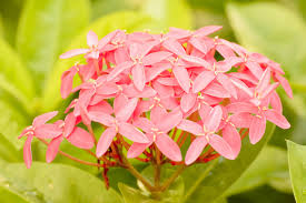 Image result for Rubiaceae