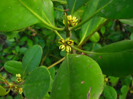 Image result for Ceriops