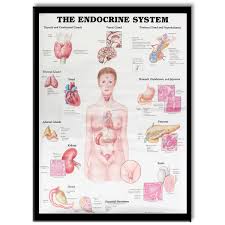 60x80cm The Endocrine System Poster Anatomical Chart Woman Body Educational Medical