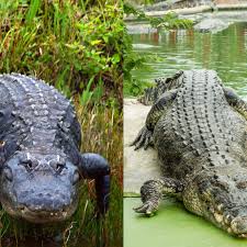 Fastest Crocodile On Land