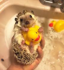 Hedgehog bath time strikes dread into some hedgie owners. Hedgehog Bubble Bath Aww