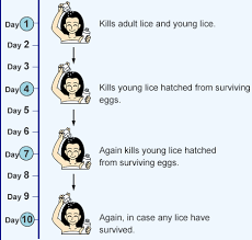 Once a nit hatches, a baby bug or nymph emerges. Kincho Sumithrin Lice Killing Shampoo Products Kincho