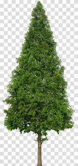 Green Tree Evergreen Tree Douglas Fir Trees Transparent Background Png Clipart Evergreen Trees Green Trees Fir Christmas Tree