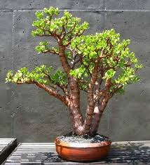 In reality, there is no such thing as an indoor tree make pruning a regular task, rather than leaving your bonsai to overgrow. Are Bonsai Trees Poisonous To Dogs
