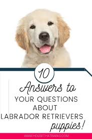 Top 10 Answers To Your Labrador Retriever Questions Labs Lab Puppies Labrador Retrievers In 2020 Cute Animals Puppies
