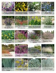 Utah Native And A Few Adapted Perennials For All Season Color Listed In Order Of Bloom Low Water Plants Drought Tolerant Garden Drought Tolerant Landscape