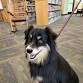 Read with a Dog event image