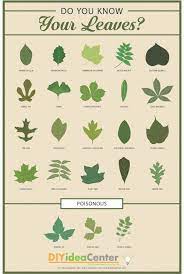 Leaves come in many different shapes and sizes. Leaf Identification Chart Infographic Leaf Identification Leaf Identification Chart Tree Leaf Identification
