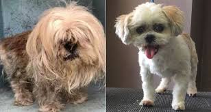 Maybe you would like to learn more about one of these? Adopt A Pet Howard From Florida Little Dog Rescue Orlando Sentinel