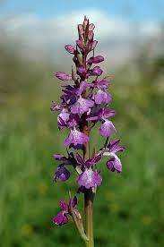 Anacamptis Palustris Wikipedia Orchid Images Growing Peonies Orchid Flower