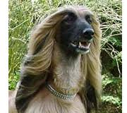 Maybe you would like to learn more about one of these? ã‚¢ãƒ•ã‚¬ãƒ³ ãƒã‚¦ãƒ³ãƒ‰ã®å­çŠ¬ã‚„ãƒ–ãƒªãƒ¼ãƒ€ãƒ¼ã‚‚æŽ¢ã›ã‚‹çŠ¬å›³é'' çŠ¬å›³é'' Com