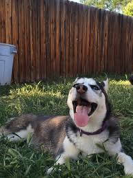 Many recommend that inexperienced dog owners not buy the breed because of the time, training, and care they require. Siberian Husky Puppies For Sale Riverside Ca 295487