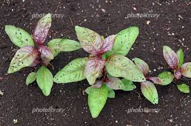 ムラサキタデ 写真素材 [ 5125809 ] - フォトライブラリー photolibrary