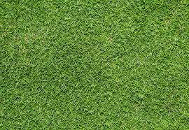 Wish my neighbor's had checked out the reviews on this company! Trugreen Lawn Care Austin Tx 877 868 5590