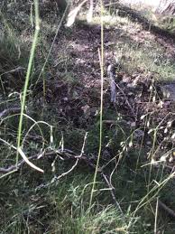 Image result for Avenella