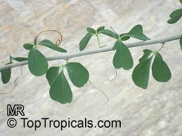 Image result for Adenia fruticosa
