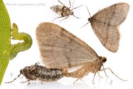 Image result for Operophtera brumata