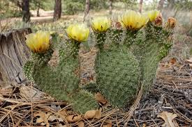 For a list of prickly pear cacti, see below in notes of interest. Prickly Pear Year One Wild And Wonderful