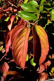 Image result for Ulmaceae