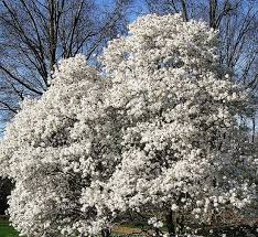 We did not find results for: 19 Dwarf Ornamental Trees To Grow Ornamental Dwarf Evergreen Trees