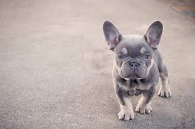 My goal is to breed quality frenchton puppies, who will make lifelong companions. Blue French Bulldog The Right Dog For You All Things Dogs All Things Dogs