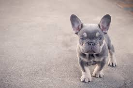 Lancaster puppies advertises puppies for sale in pa, as well as ohio, indiana, new york and other states. Blue French Bulldog The Right Dog For You All Things Dogs All Things Dogs