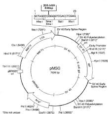 Growth hormone is synthesized and secreted by anterior pituitary cells called somatotrophs. Glucocorticoid Regulated Expression Of Exogenous Human Growth Hormone Gene In Rats Molecular Therapy