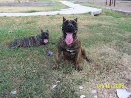 The cost to buy a presa canario varies greatly and depends on many factors such as the breeders' location, reputation, litter size, lineage of the puppy, breed popularity (supply and demand), training, socialization efforts, breed lines and much more. Atx Presa Perro De Presa Canario Breeder Austin Texas