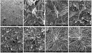 Image result for Triumfetta trichocarpa