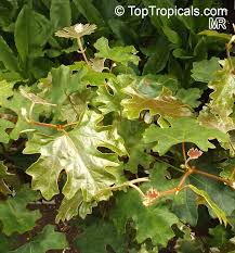 Image result for Rhoicissus tomentosa