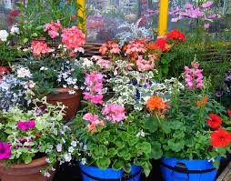 Check out our texas flowers selection for the very best in unique or custom, handmade pieces from our shops. Outdoor Potted Plants In Winter When And Which To Bring Indoors Lawnstarter
