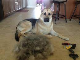 Jul 13, 2021 · when german shepherds shed, they are normally shedding the dead fur they have on top of them so that healthy fur can grow in its place. Why Does My Gsrne German Shepherd Rescue New England Facebook