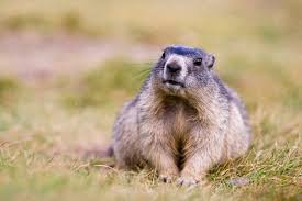 Austria, Alpine Marmot (Marmota marmota), portrait stock photo