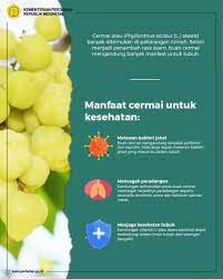 Check spelling or type a new query. Kementerian Pertanian Ri On Twitter Sobatani Meskipun Berukuran Kecil Buah Cermai Memiliki Banyak Manfaat Untuk Tubuh Selain Sebagai Penambah Rasa Asam Simak Yuk Apa Saja Manfaat Buah Cermai Bagi Kesehatan Tubuh Pertanianindonesiamaju