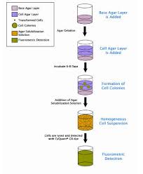 By centre for genomic regulation. Cytoselect 96 Well Cell Transformation Assay Assay Kit