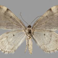 Image result for Entephria caesiata