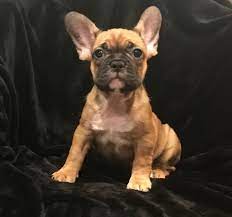 There are a lot of costs involved in breeding and taking care of french bulldogs and their litters. French Bulldog Puppies For Sale Illinois Under 600 Bmo Show