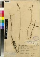 Image result for Kohautia caespitosa