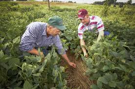 Soil Conservation Farming Wins Converts Agriculture Improve Soil Quality Farmer
