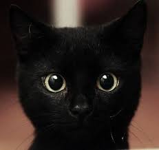 Black Baby Kittens With Green Eyes Don T Let Dreams Always Be Dreams Pretty Cats Cute Animals Animals