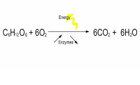 C6h12o6 + 6o2 _ 38 atp + 6co2 + 6h2o represents which cellular process? What Is The Chemical Equation For Cellular Respiration Reactants And Products Tessshebaylo