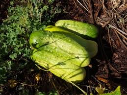 Image result for Cucumis sativus