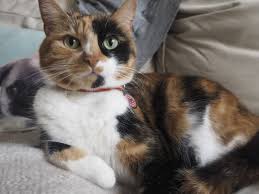 In many cases, a cat that has gone missing has likely not been neutered. The Big Girl S Guide To Coping If Your Cat Goes Missing