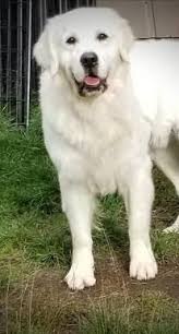 Ready to bring a puppy to your forever home? English Cream Golden Retriever Puppies Washington Your Golden Retriever Puppy Month By Month Everything You Golden Retriever Rescue Golden Retriever Retriever