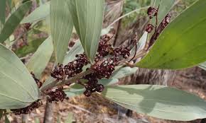 Image result for Acacia mangium
