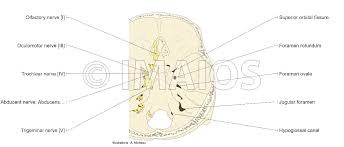 We did not find results for: Illustrations And Diagrams Of The 12 Pairs Of Cranial Nerves