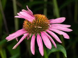 Let some old flowers brown and mature into ripe seed heads. The Popular Purple Coneflower Echinacea Focus On Natives