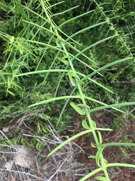 Image result for Scutia